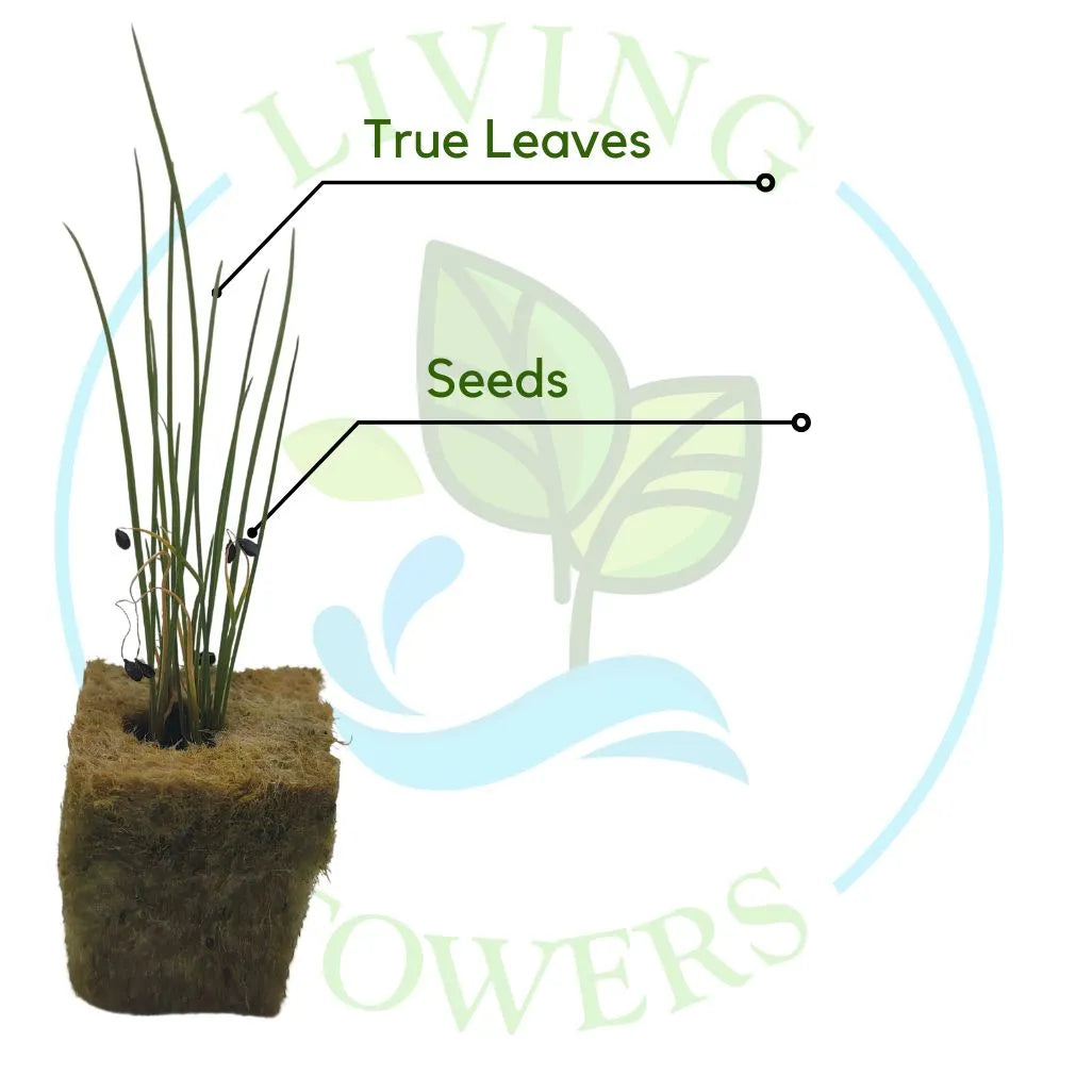 Chive Tower Garden Seedling | Living Towers Florida Keys