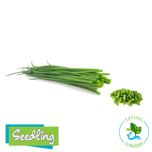 Herbs - Chives, Garlic