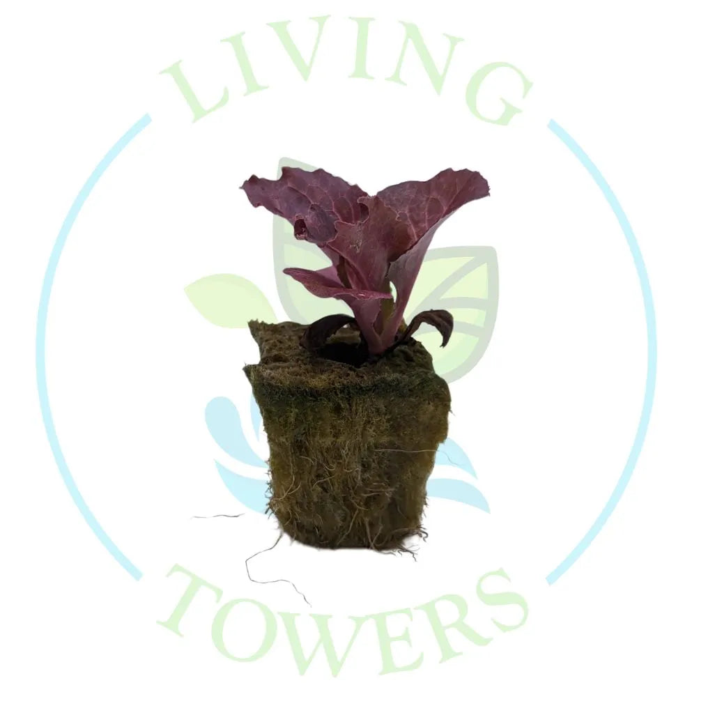 Cherokee Lettuce Tower Garden Seedling | Living Towers Florida Keys