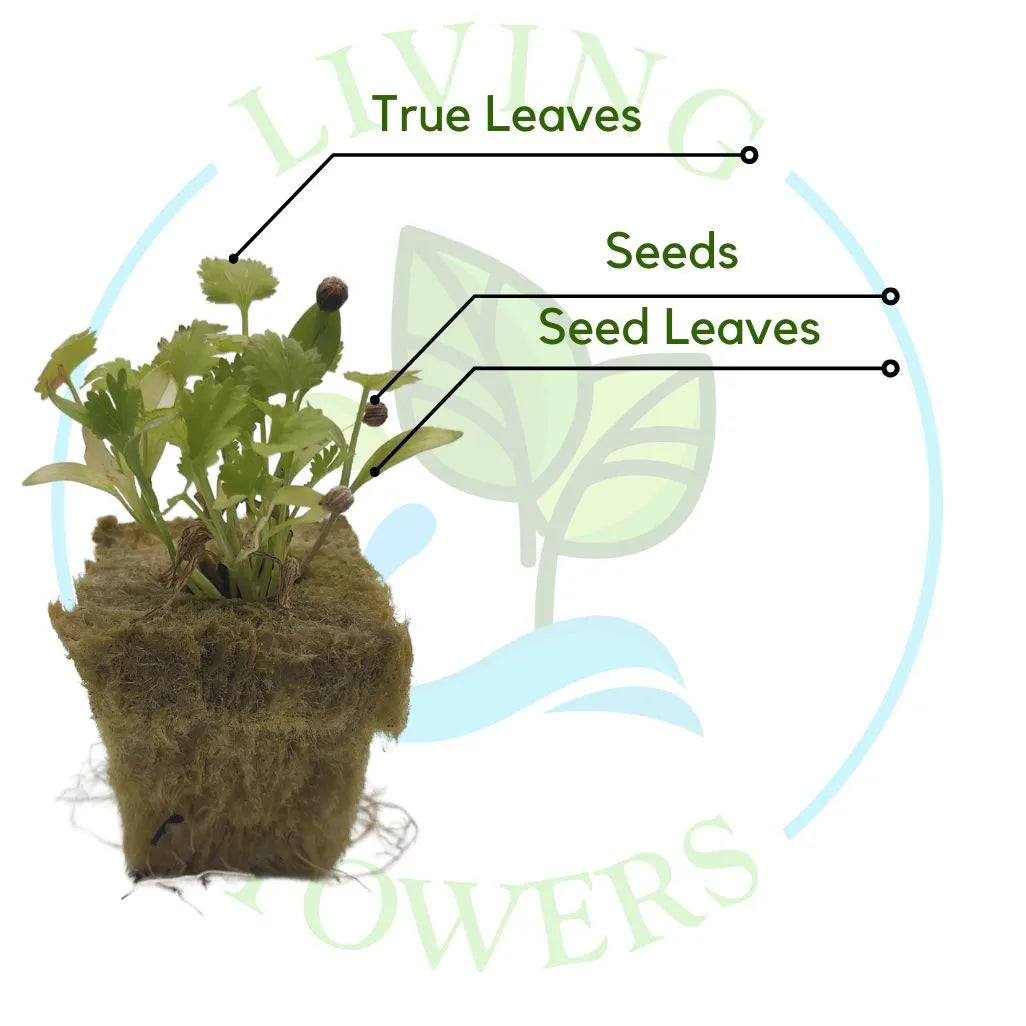 potted cilantro plant Tower Garden Ready Cilantro Seedling
