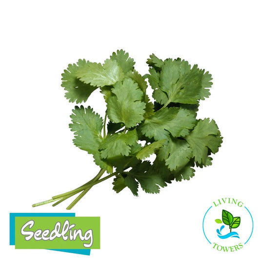 Herbs - Cilantro, Santo