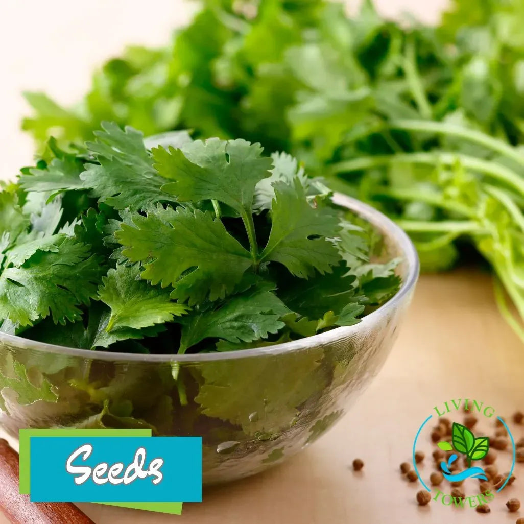 Herbs - Cilantro, Leisure Seeds