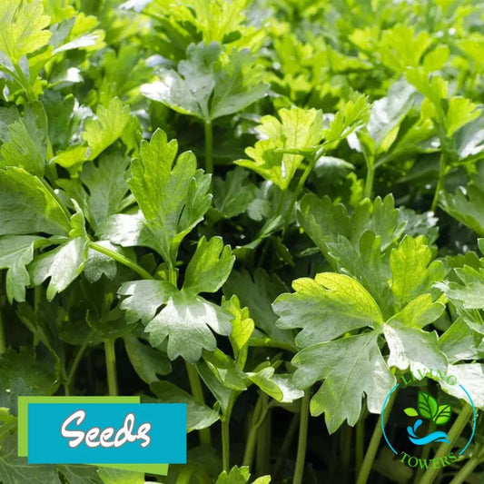 Herbs - Cilantro, Leisure Seeds