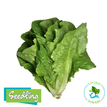 Lettuce - Romaine Coastal Star