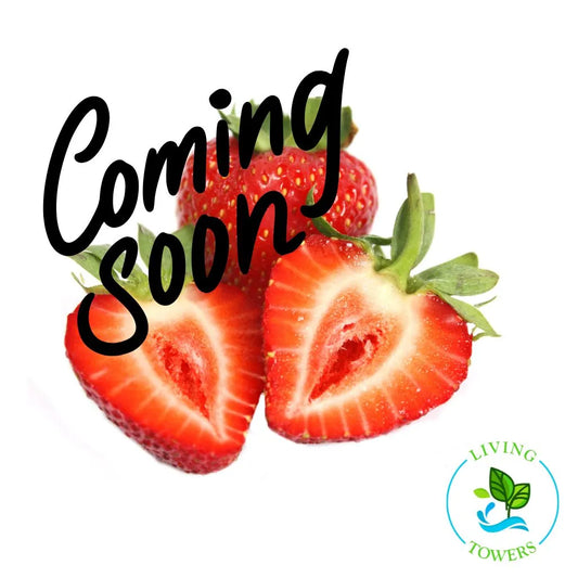 Fruit - Strawberry, Fronteras