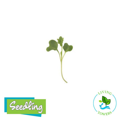 MicroGreens - Kale, Green Curly