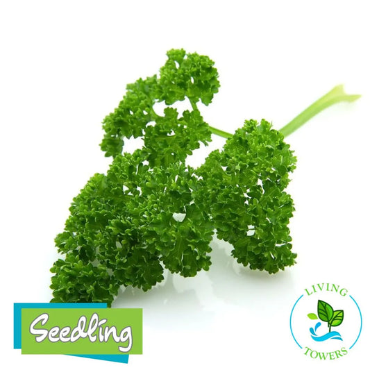 Herbs - Parsley, Curly