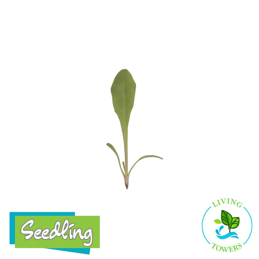 MicroGreens - Dandelion, Red