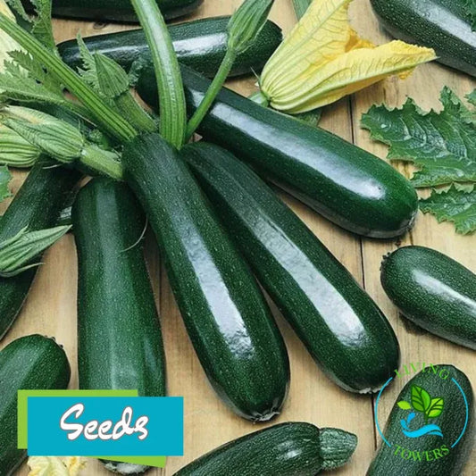 Vegetables - Squash, Dark Green Zucchini Seeds