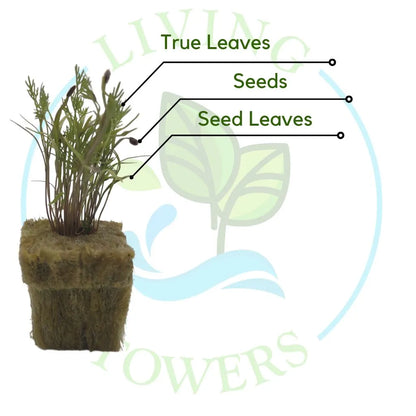 planting dill seeds in pots Tower Garden Ready Dill Seedling