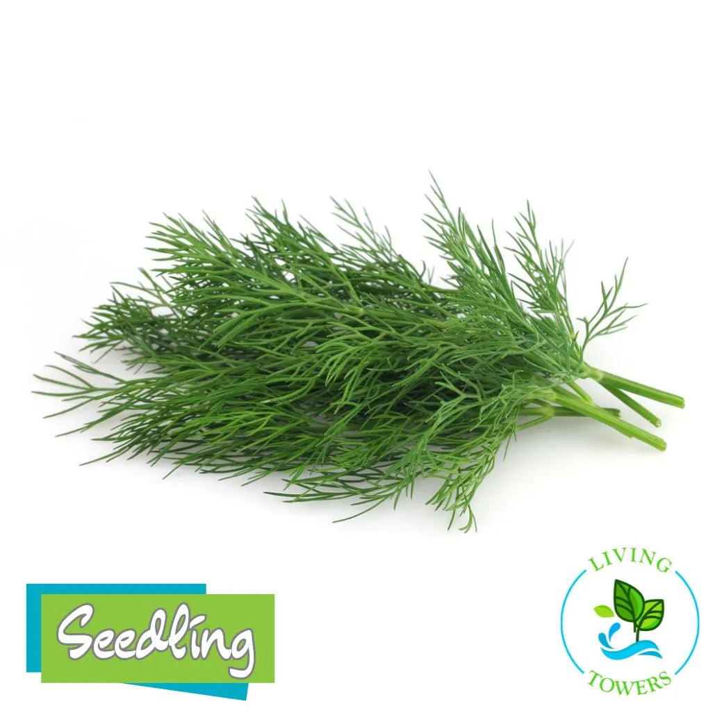 Herbs - Dill