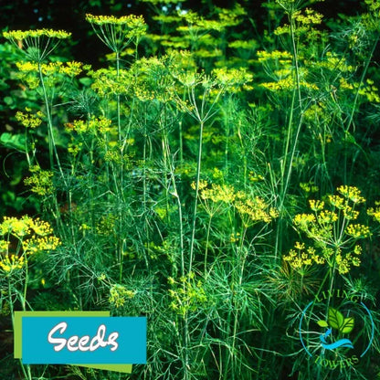 Herbs - Dill Seeds