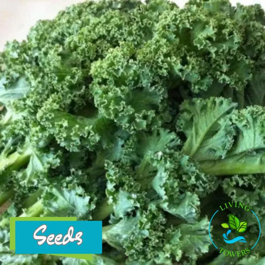 Greens - Kale, Dwarf Blue Curled Scotch Seeds