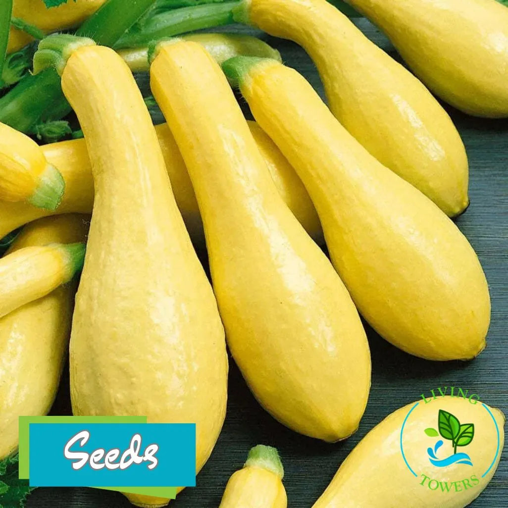 Vegetables - Squash, Early Prolific Straightneck Seeds