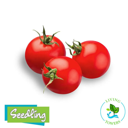 Three red early girl tomatoes with green stems on a white background, featuring 'Seedling' and 'Living Towers' logos.