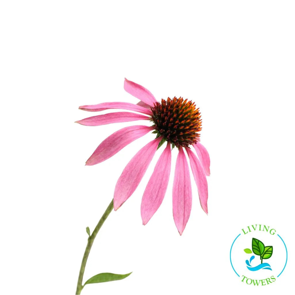 Echinacea Tower Garden Seedling | Living Towers Florida Keys