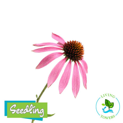 Edible Flowers - Echinacea, Purpurea