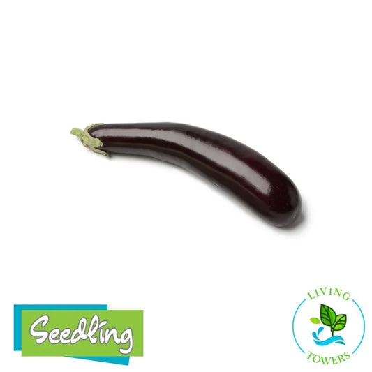 Vegetables - Eggplant, Oriental