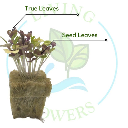 Elegance Greens Mix Tower Garden Seedling | Living Towers Florida Keys