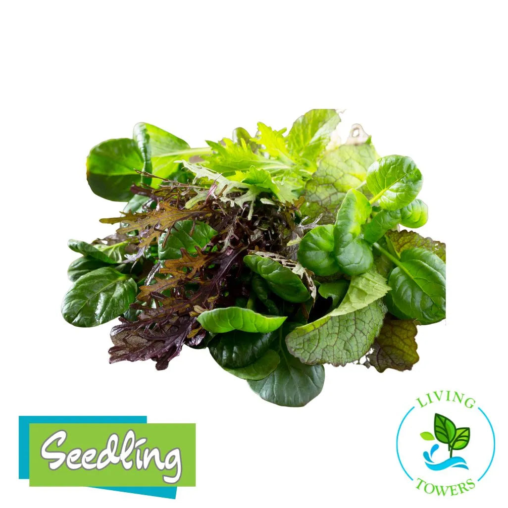 Greens - Elegance