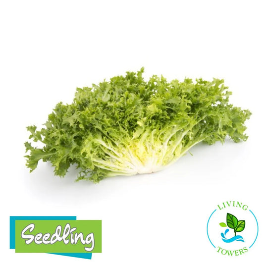 Greens - Endive, Benefine