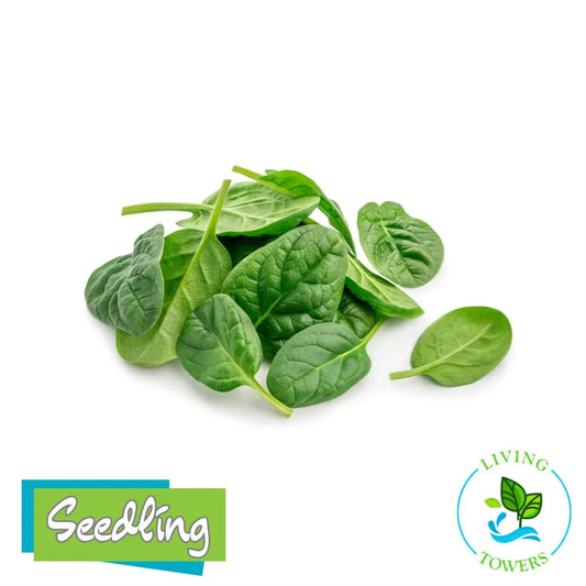 Greens - Spinach, Equinox