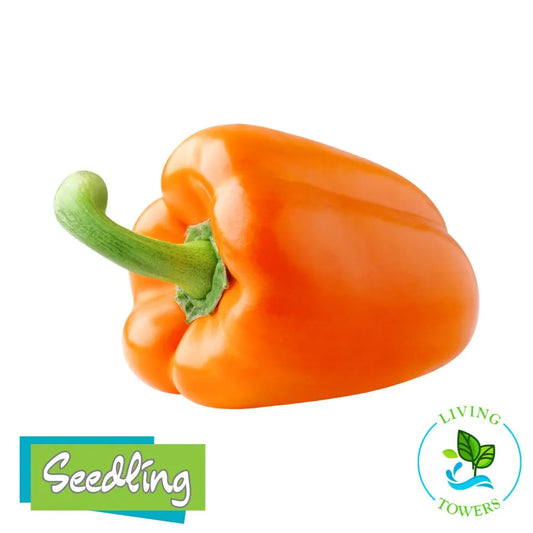 Orange bell pepper with green stem on a white background, featuring 'Seedling' and 'Living Towers' logos.