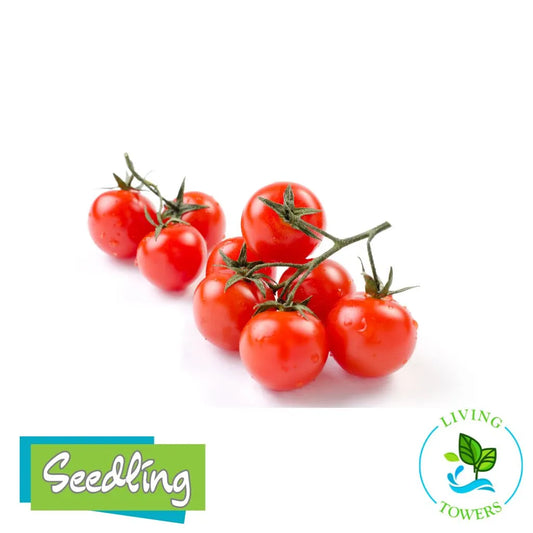 Red everglade cherry tomatoes on a white background with 'Seedling' and 'Living Towers' logos.