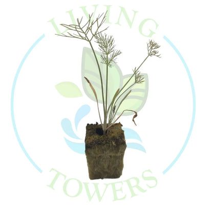 Fennel Tower Garden Seedling | Living Towers Florida Keys