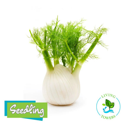 Herbs - Fennel, Dragon