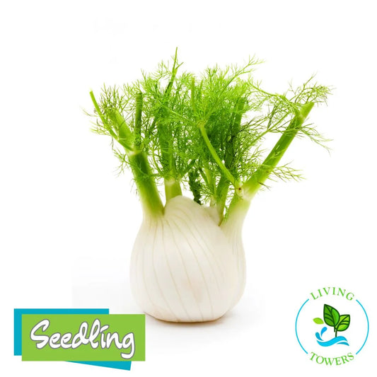 Herbs - Fennel, Dragon