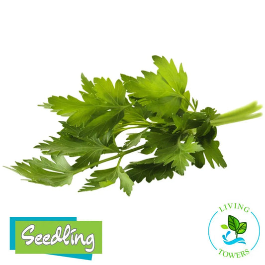 Herbs - Parsley, Flat Giant of Italy