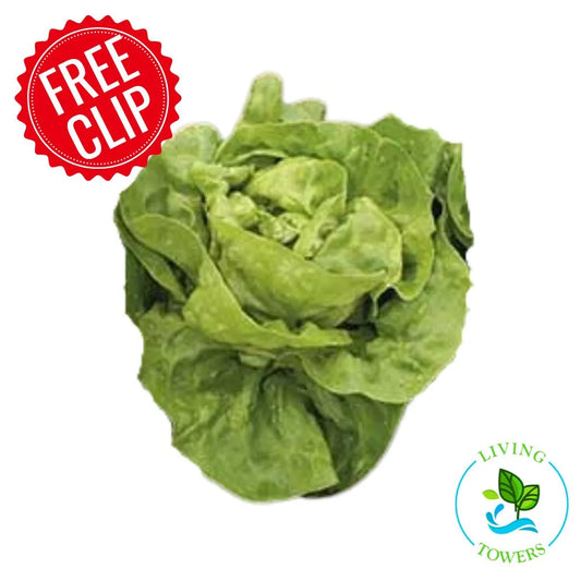 Lettuce - Butterhead, Adriana