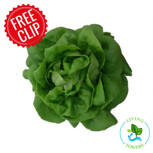 Lettuce - Bibb, Rex
