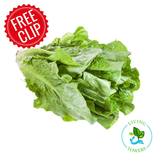 Lettuce - Romaine, Bluerock