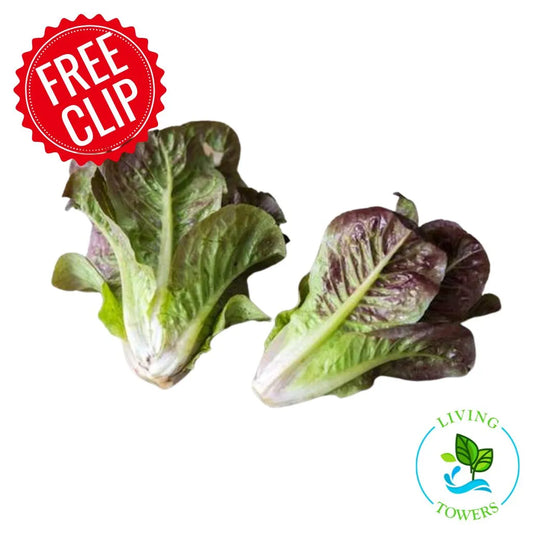Lettuce - Romaine, Breen