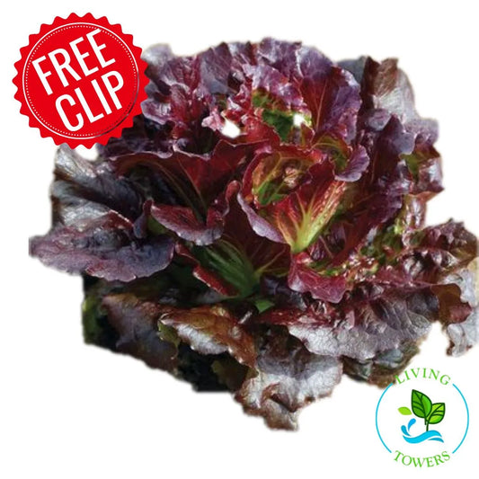 Lettuce - Red Summer Crisp, Cherokee
