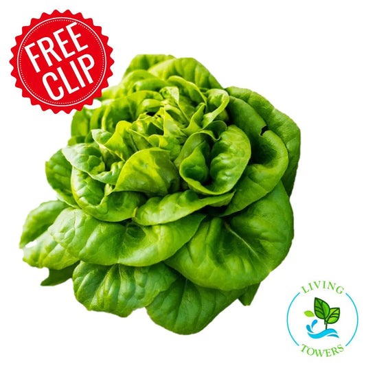 Lettuce - Salanova, Green