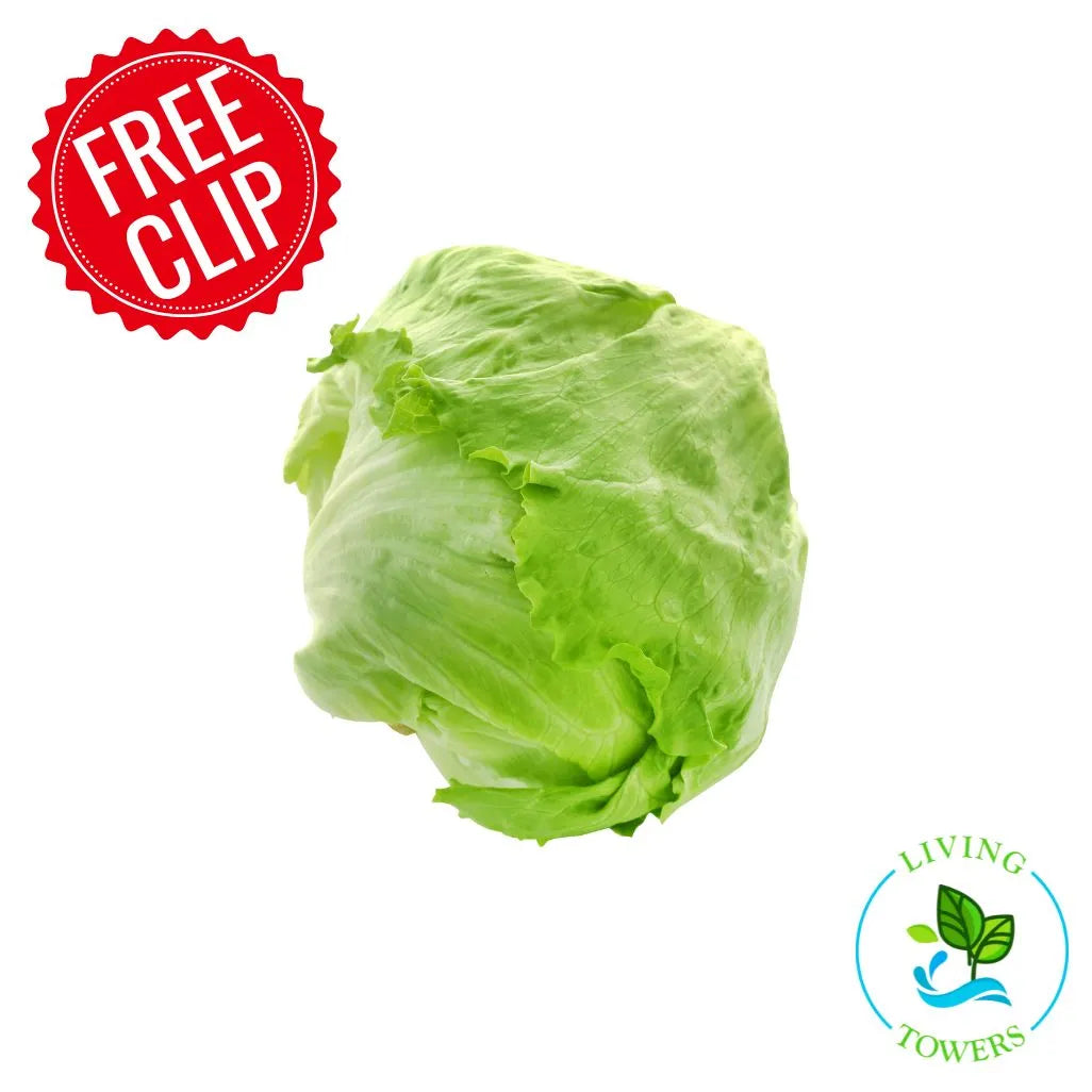 Lettuce - Iceberg, Crispino