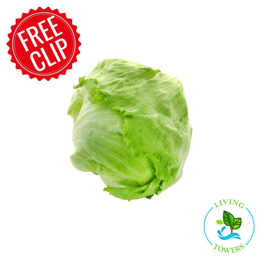 Lettuce - Iceberg, Crispino
