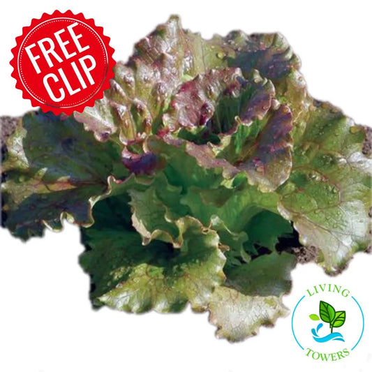 Lettuce - Red Summer Crisp, Magenta