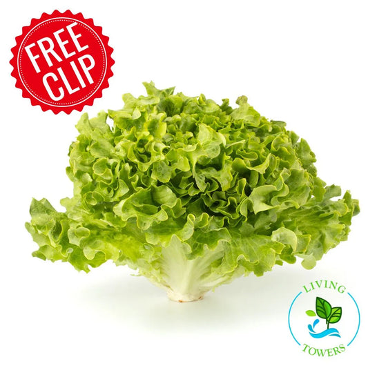 Lettuce - Muir