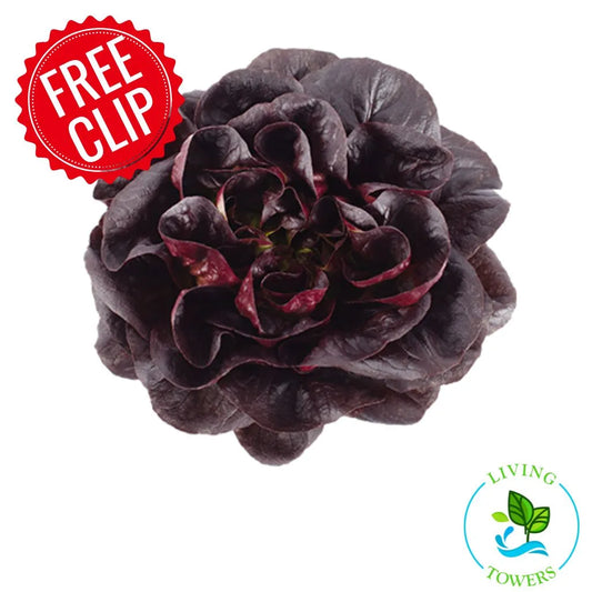 Lettuce - Salanova, Red