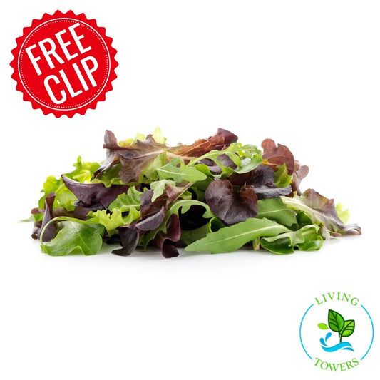 Lettuce - Spring Mix