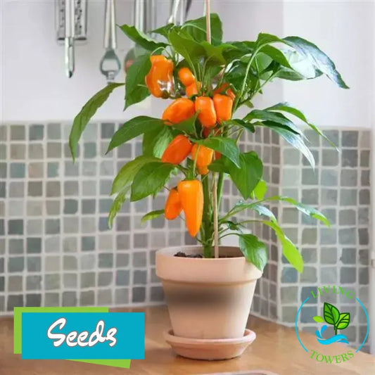 Vegetables - Pepper, Fresh Bites Orange F1 Seeds