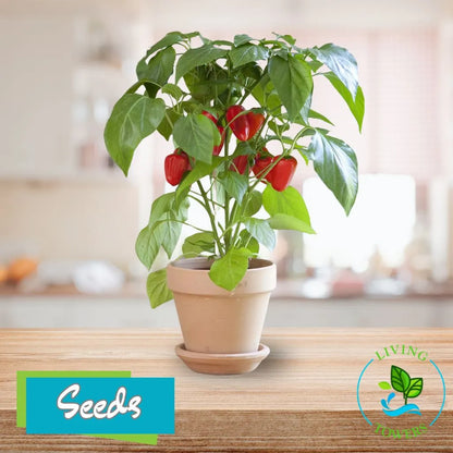 Vegetables - Pepper, Fresh Bites Red F1 Seeds