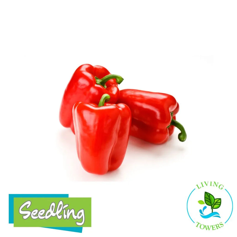 Fresh Bites Red sweet peppers pictured on the Living Towers seedling product image