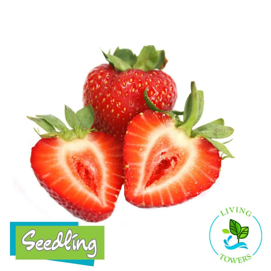 Strawberries with one sliced open, branded with 'Seedling' and 'Living Towers'.