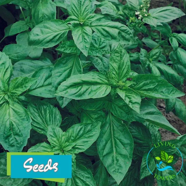Herbs - Basil, Genovese Seeds