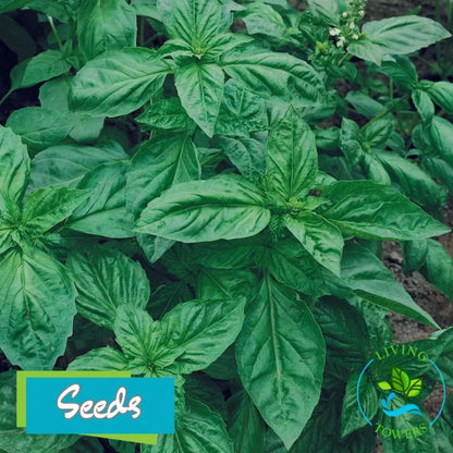 Herbs - Basil, Genovese Seeds
